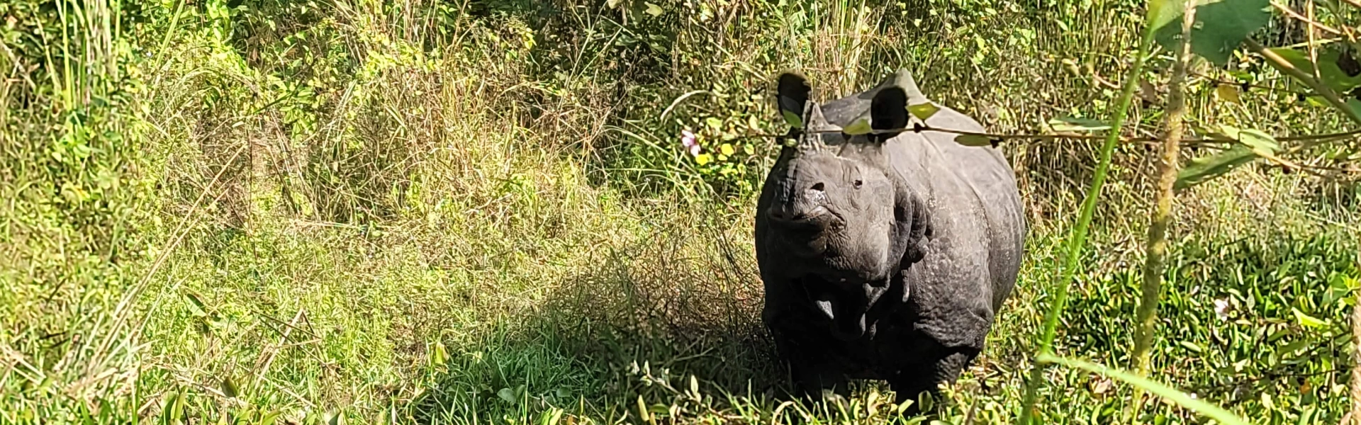 Chitwan Jungle Safari Tour