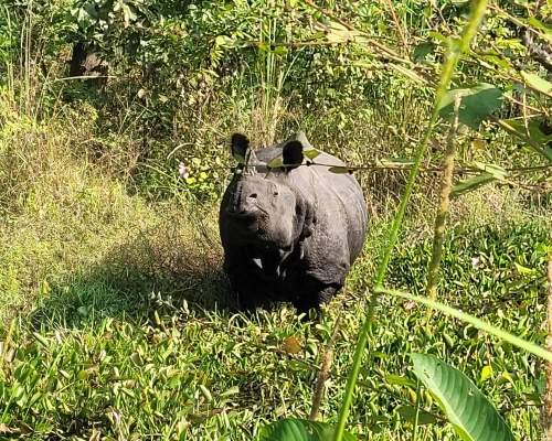 Chitwan Jungle Safari Tour