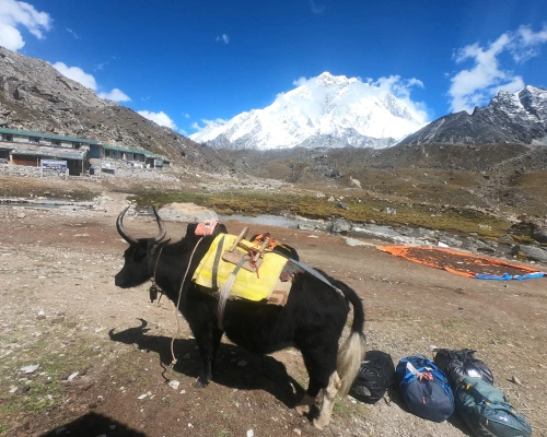 Use Of Bulls To Carry Backpacks In Lobuche During Everest Trek